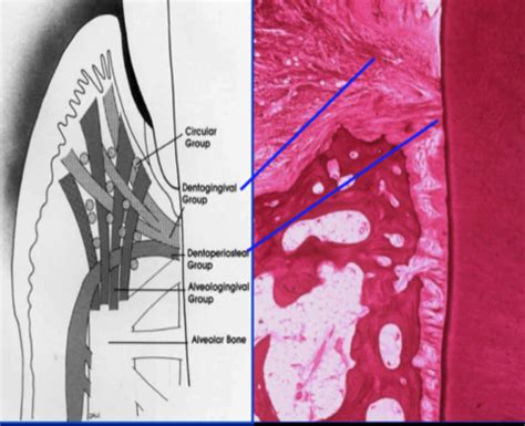 Anatomy Of The Periodontium Flashcards Quizlet