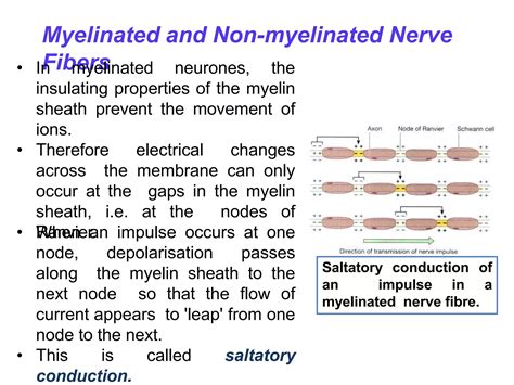 sensoryneuronspptx