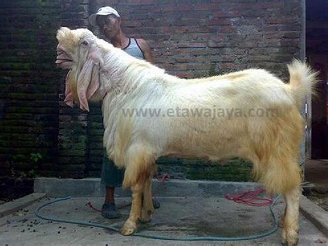 Kambing Etawa Senduro Super Samson 130 Kg | Peternakan Etawa Jaya