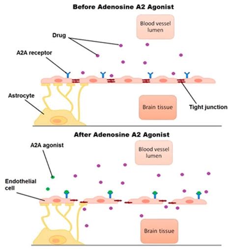 Biomolecules Free Full Text Modulation Of Bloodbrain Barrier