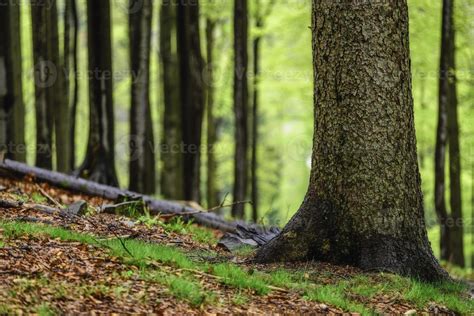 Spring forest in spring 12554888 Stock Photo at Vecteezy