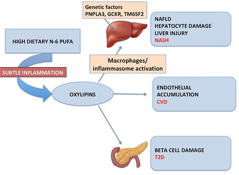 Frontiers The Role Of Oxidized Lipid Species In Insulin Resistance