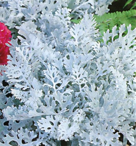 16 Silver Foliage Plants To Brighten Your Landscape Artofit