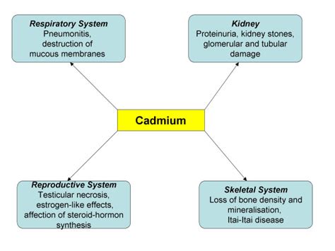 How Cadmium Damages Mitochondria And What To Do About It Mybiohack