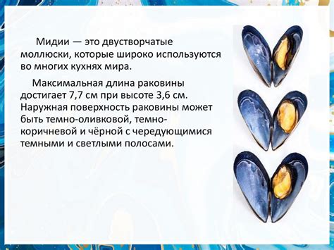 Мидии в раковинах - презентация онлайн