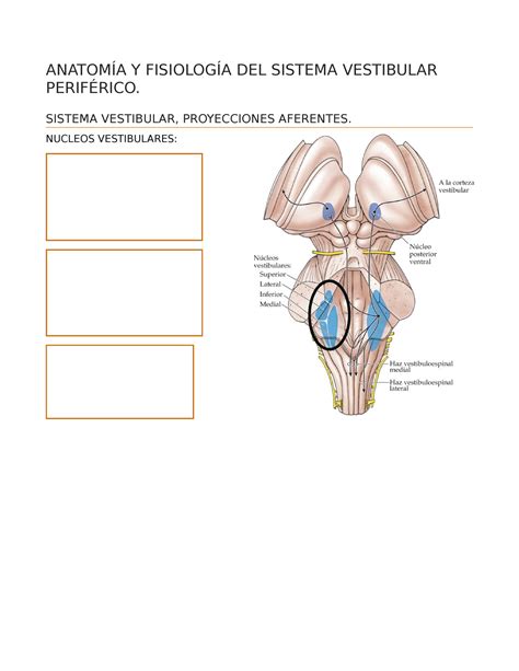 Clase F Df Anatom A Y Fisiolog A Del Sistema Vestibular