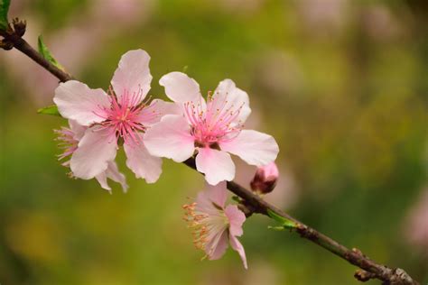 Free Images Nature Branch Fruit Leaf Flower Petal Food Spring