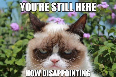 Grumpycat Meme