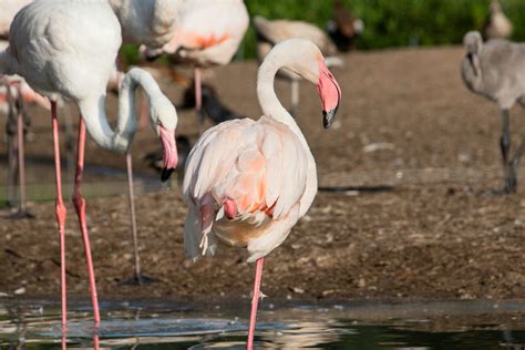 Flock Of Flamingo · Free Stock Photo