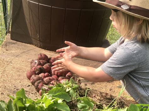 Growing Potatoes - Cultivating Roots