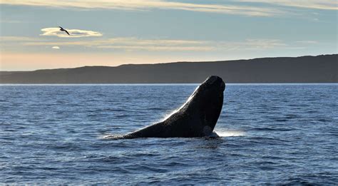 Fundaci N Greenpeace Argentina Datos Clave Sobre La Ballena Franca