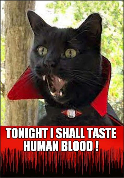 Beware Of The Vampire Cat Imgflip