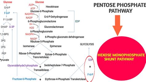 Pentose Phosphate Pathway Hexose Monophosphate Shunt Pathway YouTube