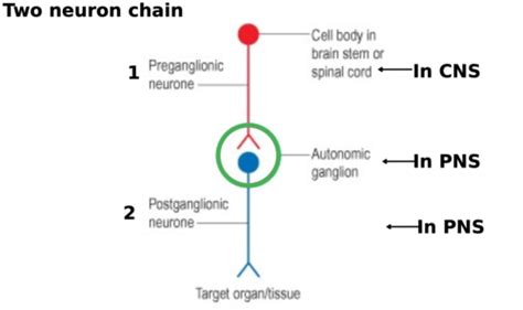 Autonomic Nervous System Flashcards Quizlet