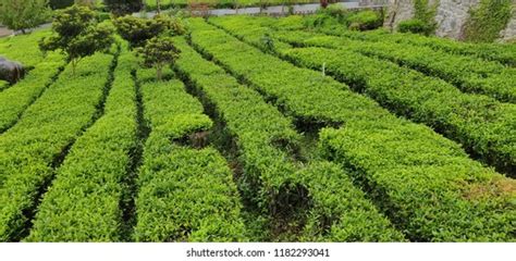 143 Ooty Tea Farming Images, Stock Photos & Vectors | Shutterstock