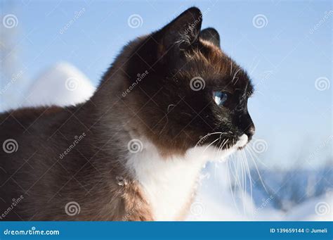 Snowshoe Cat With Blue Eyes. Rare Cat Breed. Cute Little Kitten With ...