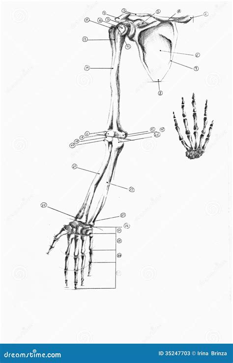 Anatomy Of Human Arm And Hand Stock Photos - Image: 35247703