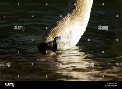 Mute Swan Foraging Stock Photo Alamy