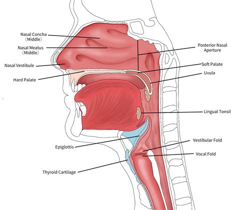 Complete The Labeling Of The Model Of The Respiratory Struct Quizlet