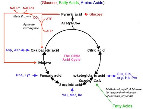 Anaplerotic Reactions for the TCA Cycle (Exam 2 Study Guide) Diagram ...