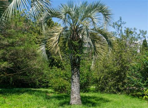 Butia Capitata Connue Sous Le Nom De Palmier à Gelée Le Jour Du