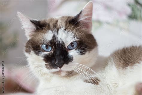 Brown And White Cat With Blue Eyes