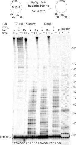 Involvement Of DnaE The Second Replicative DNA Polymerase From