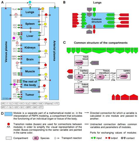 Ijms Free Full Text Physiologically Based Pharmacokinetic Modeling