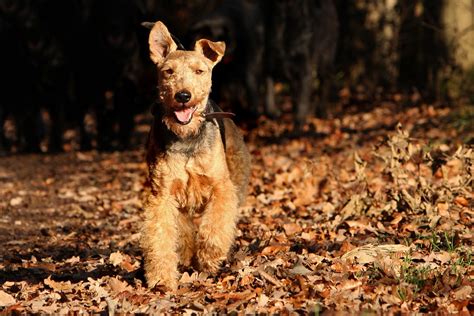 Welsh Terrier Steckbrief Aussehen Verhalten Und Haltung