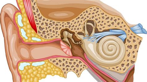 ᐅ Ohrentzündung Otitis Formen Ursachen Symptome und Behandlung