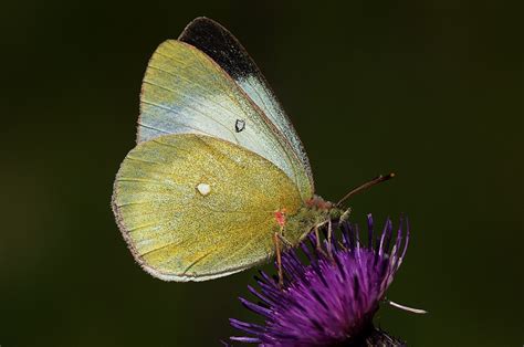 UK Butterflies - Pieridae