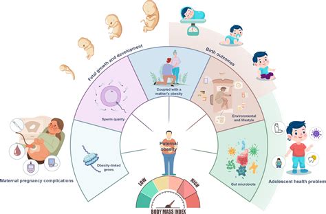 Frontiers Editorial The Role Of Paternal Obesity On Offspring Health