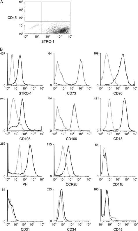 Immunophenotypic analysis of fibroblastlike cells by flow cytometry. (A ...