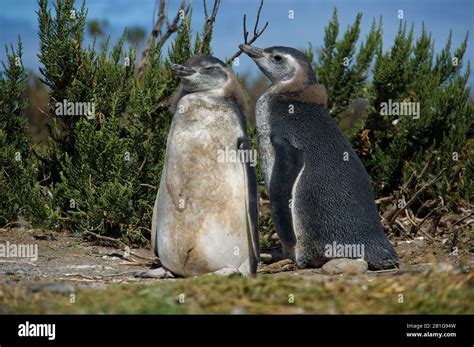 Magellanic penguin with Chicks or juveniles at Cabo Virgenes during ...