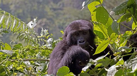 Buhoma Sector Of Bwindi Impenetrable National Park Trek Africa