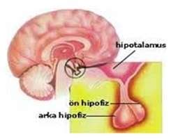 Hipofiz Adenomu Beyin Ve Sinir Hastal Klar Cerrahisi Uzman