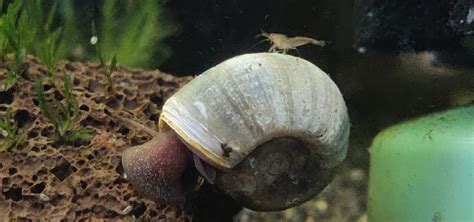 Mystery Snail Mating