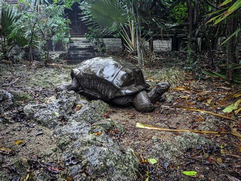 10 Epic Nature Reserves In Mauritius For Hikes And Wildlife (Guide For