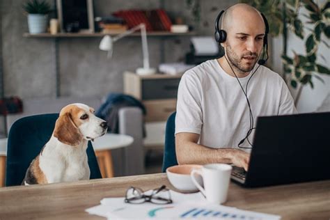 Emmener Son Chien Au Travail Possible Ou Pas Le Blog Gereso