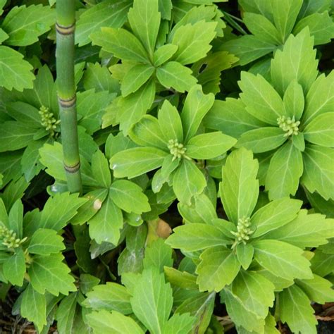 Plantes Vivaces PACHYSANDRA Terminalis Pachysandre Du Japon En Vente