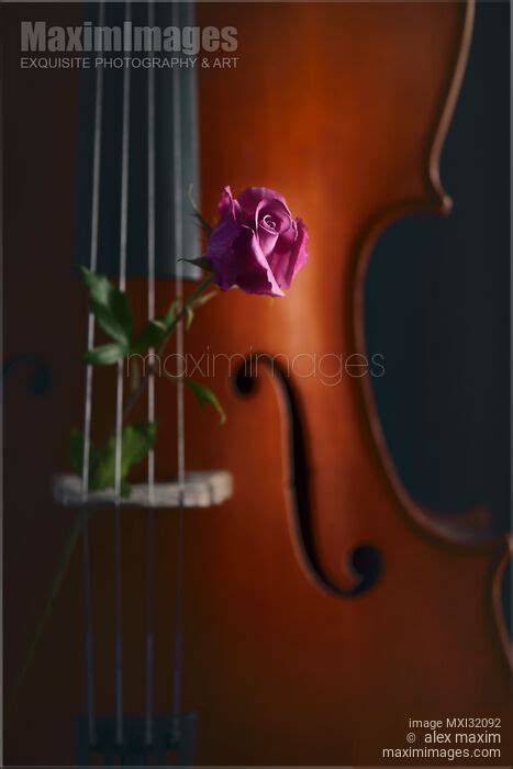 Photo Of Cello Closeup With A Rose Between The Strings Romantic Still