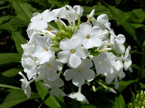 Phlox Paniculata Fall Or Garden Phlox Master Gardeners Of Northern