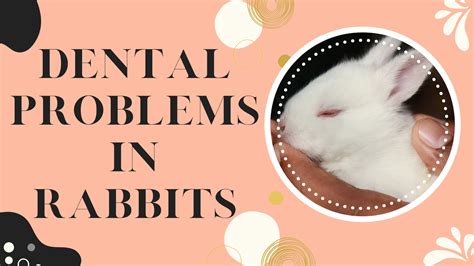 Dental Problems In Rabbits The Rabbit Hop