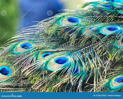 Peacocks Blue Eyes Texture on Feathers on a Peacock Tail Stock Image ...