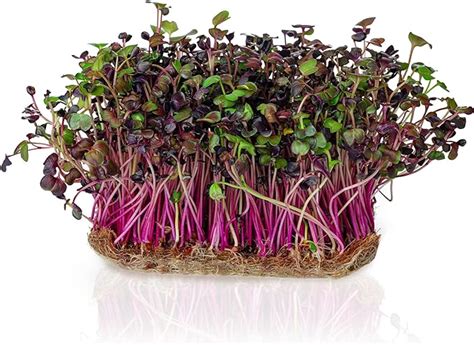 Red Rambo Radish Microgreens Raphanus Sativus Vegetable Seeds Baby