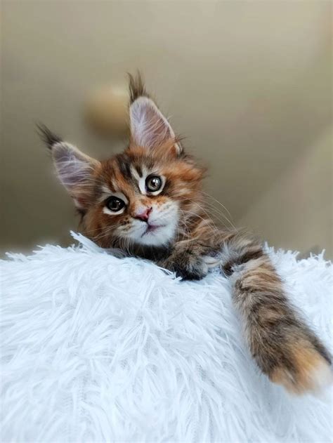 МИР УДИВИТЕЛЬНЫХ КОШЕК | Самые ласковые котики у нас Добро пожаловать У ...