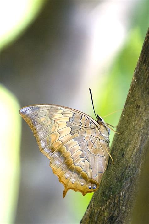 Tawny Rajah Charaxes Bernardus Butterfly Species Beautiful