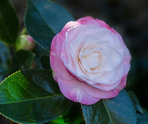 Types of camellias: 10 evergreen varieties for early color | Homes and