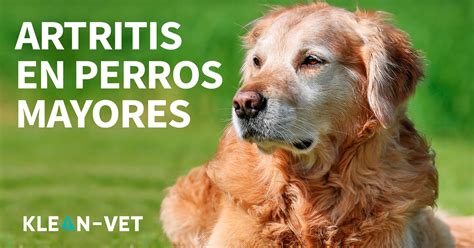 Tu Perro Tiene Artritis Tratamiento Revolucionario Klean Vet