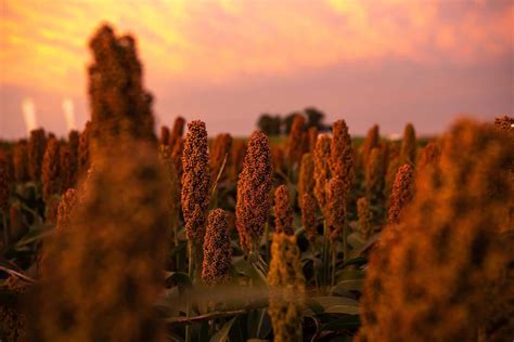 Global Trends In Sorghum Production Nuseed Europe